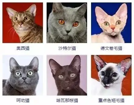 猫的品种咨询(我想知道猫的品种)