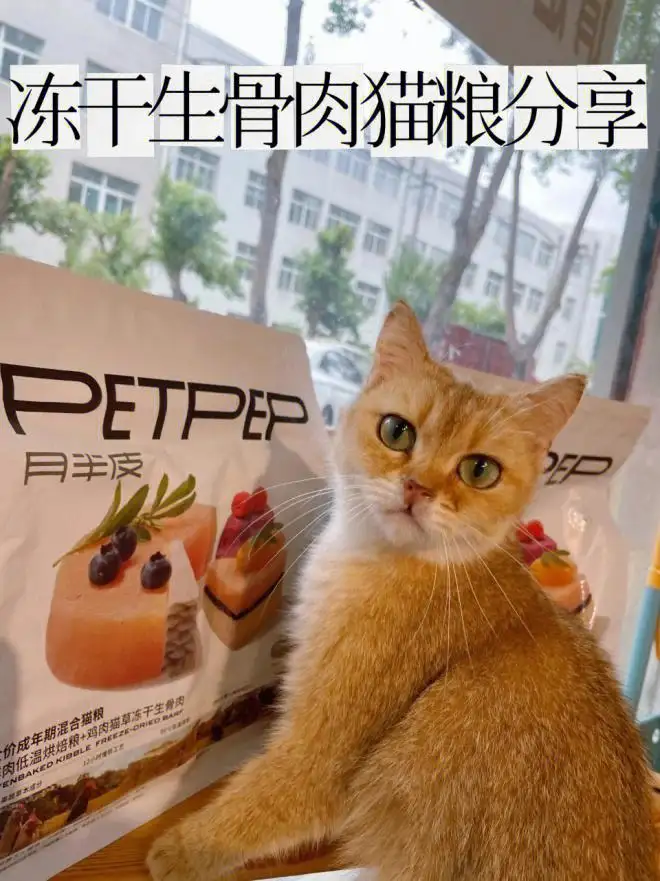 猫咪上火便秘怎么办(猫咪上火便秘怎么办吃什么药)