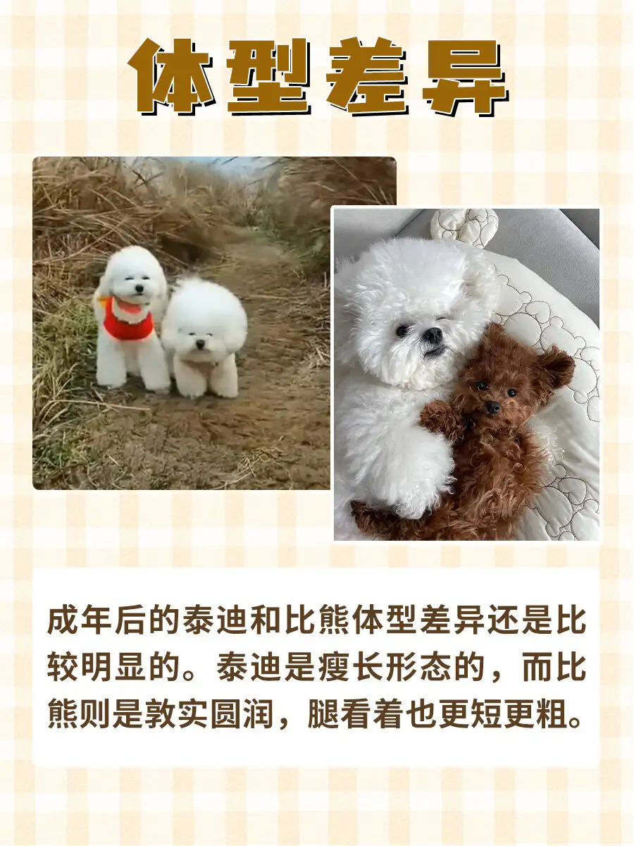 比熊犬和泰迪哪个好养(比熊犬和泰迪哪个好养 论坛)