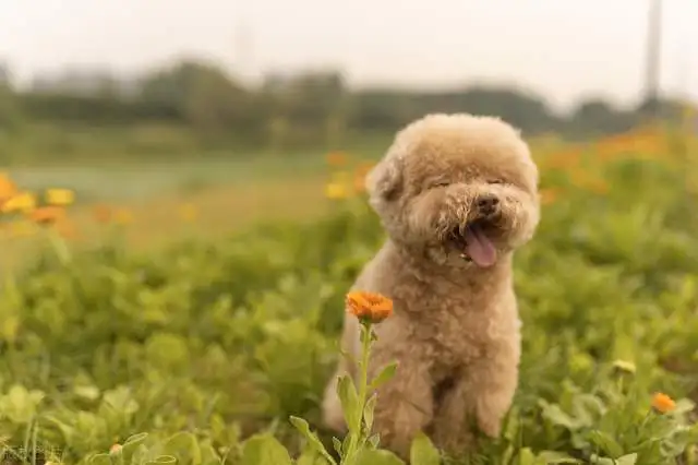 关于泰迪犬多少钱一只泰迪犬的价格行情的信息