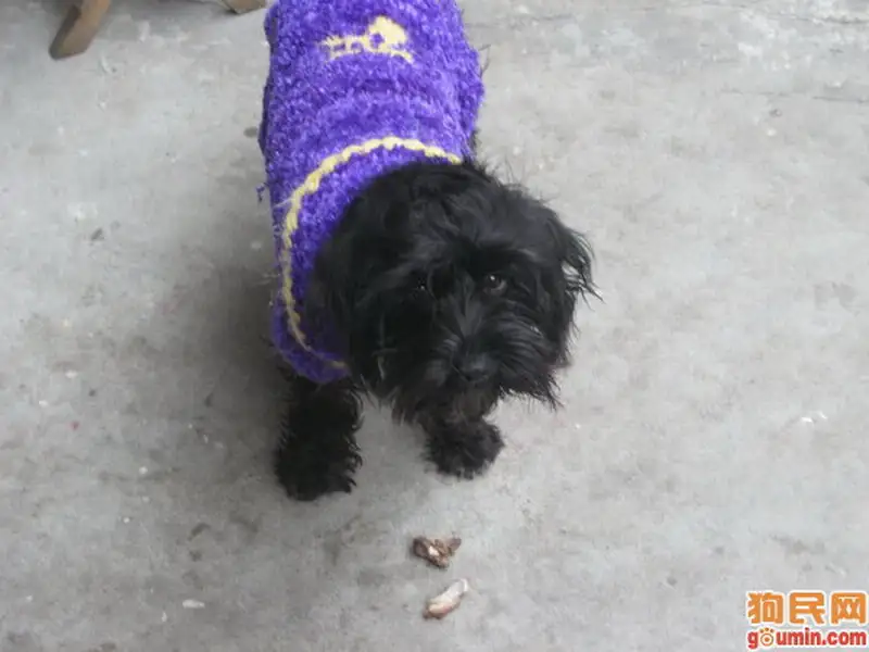 雪纳瑞大型犬(雪纳瑞大型犬还是小型犬)