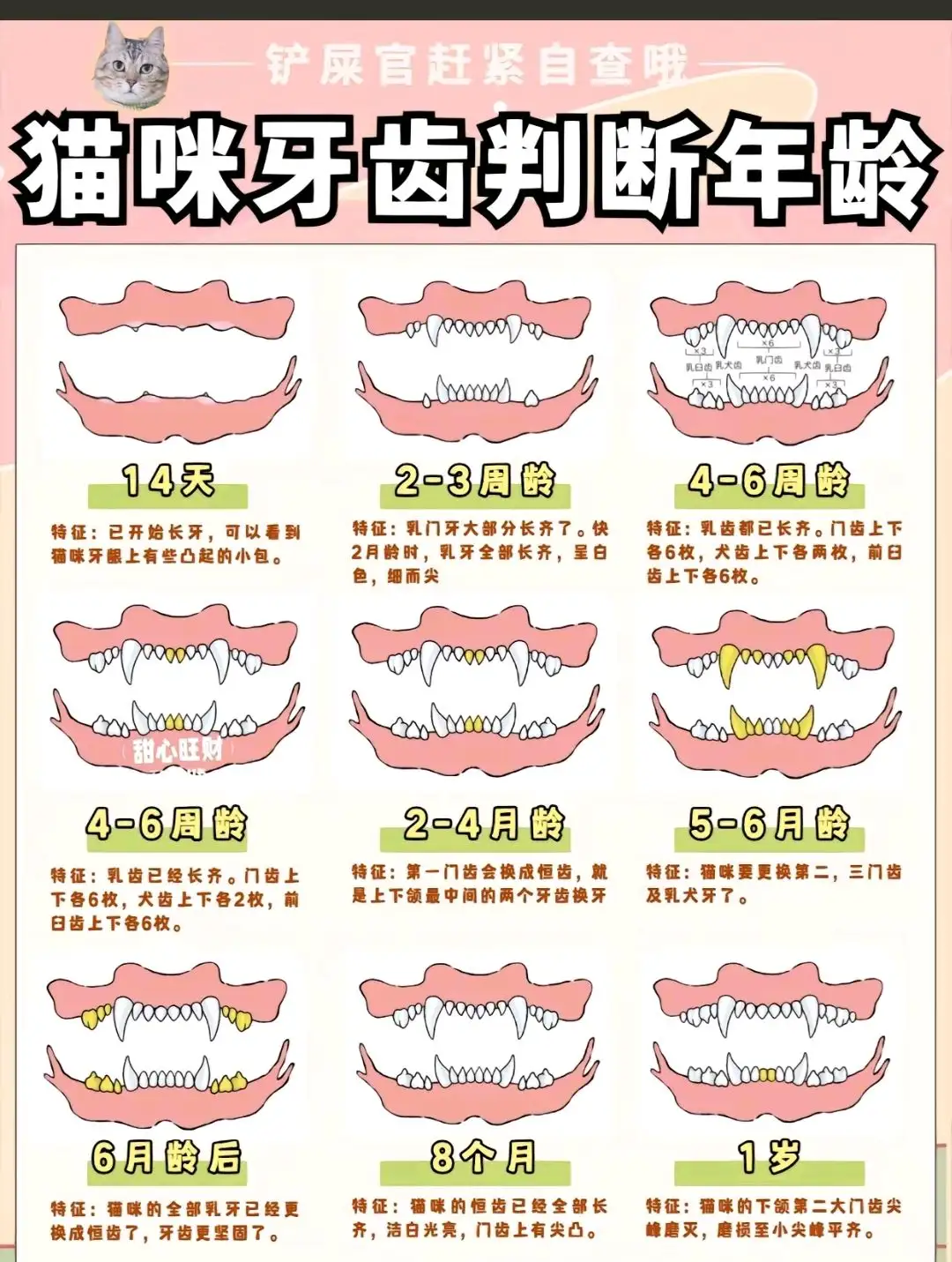 猫咪的寿命是多久(猫咪的寿命一般多长)