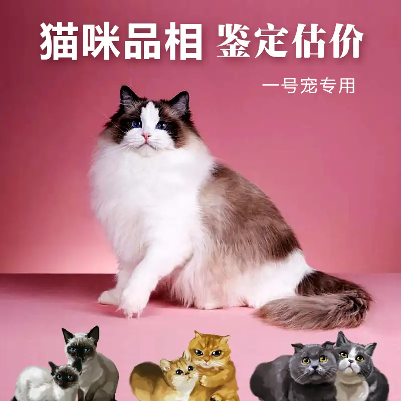 宠物猫品种与价格(宠物猫品种价格排行)