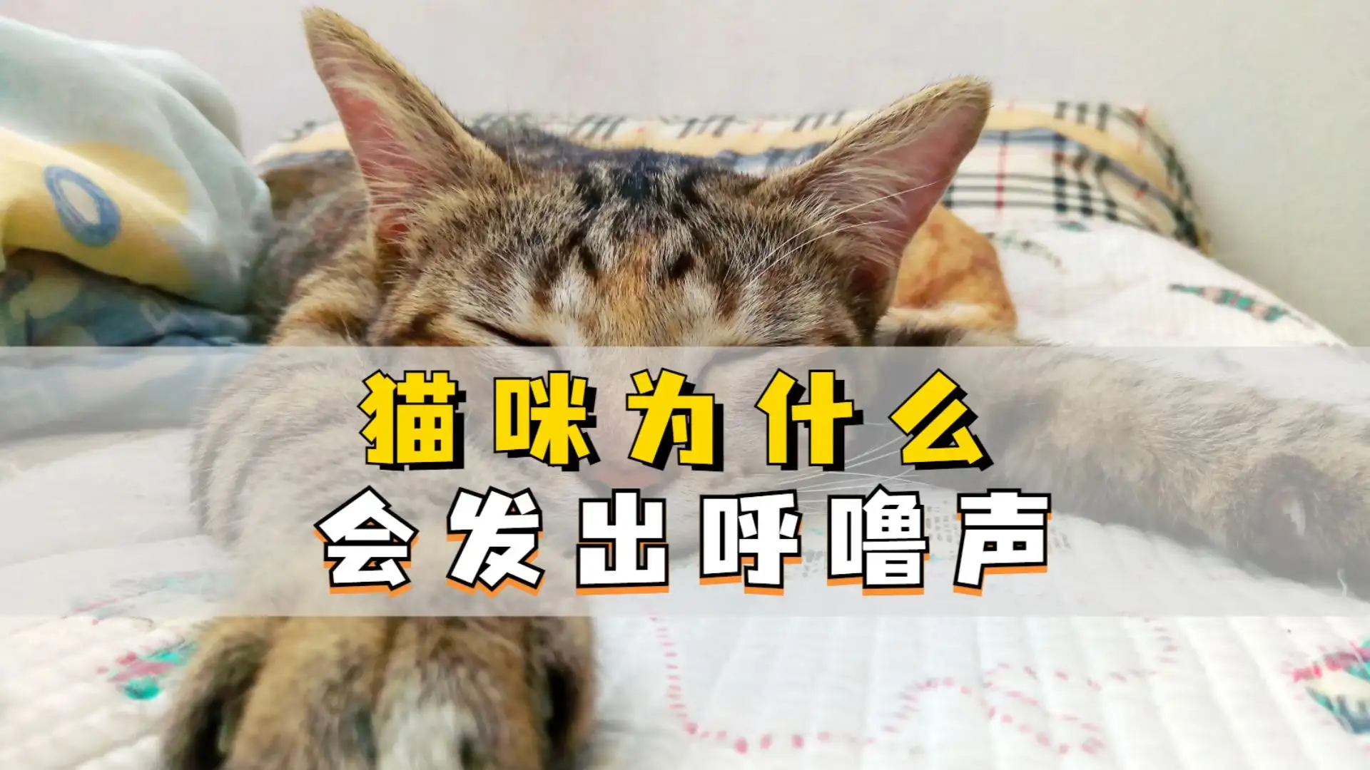 猫发出呼噜呼噜的声音是什么意思(猫发出呼噜呼噜的声音是什么意思 新闻)