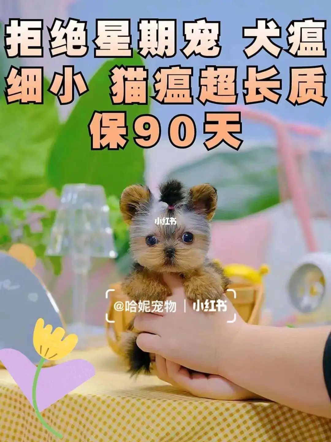 一只约克夏犬要多少钱(一只约克夏犬大概多少钱)