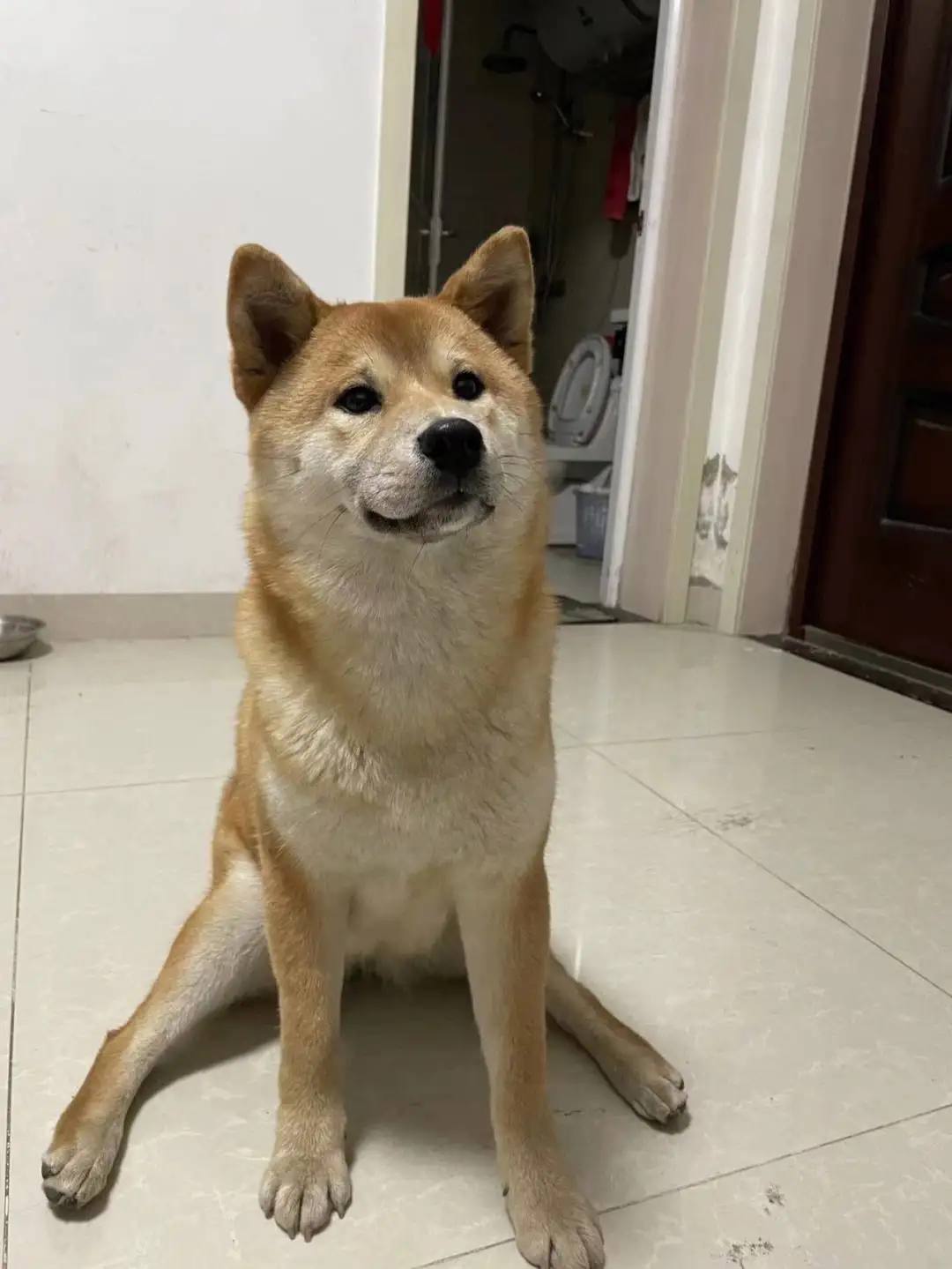 秋田和柴犬的幼犬(秋田和柴犬幼犬怎么区分)