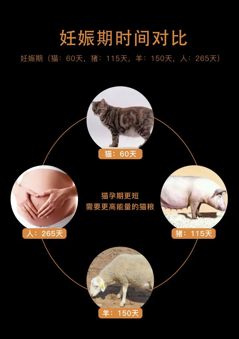 猫咪在哺乳期间会怀孕吗(猫咪在哺乳期间会怀孕吗视频)