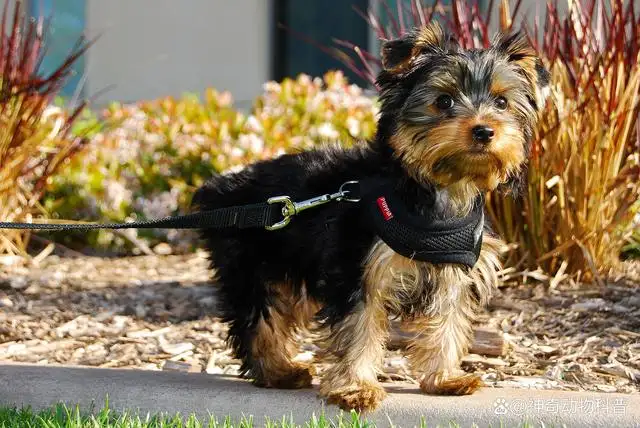 小型犬体型(小型犬体型大小对照表)