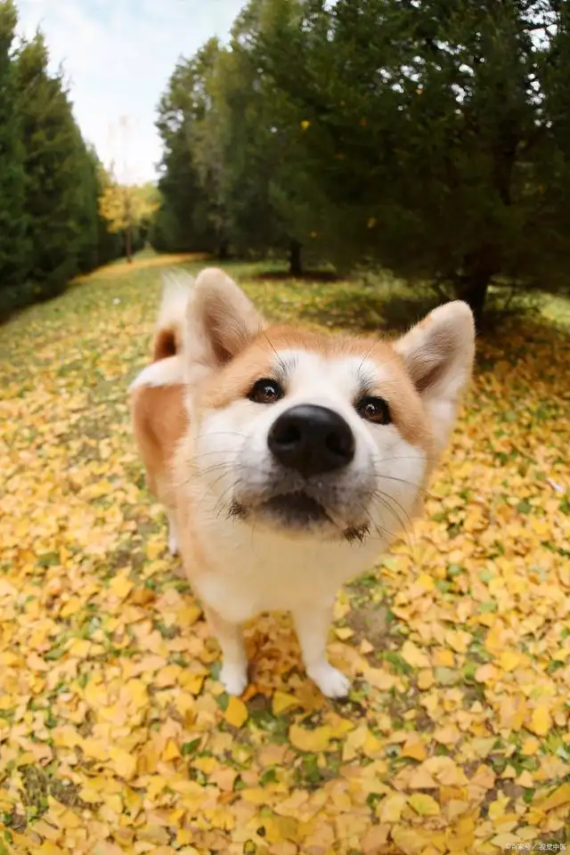 秋田犬是柴犬吗(秋田犬是柴犬吗图片)