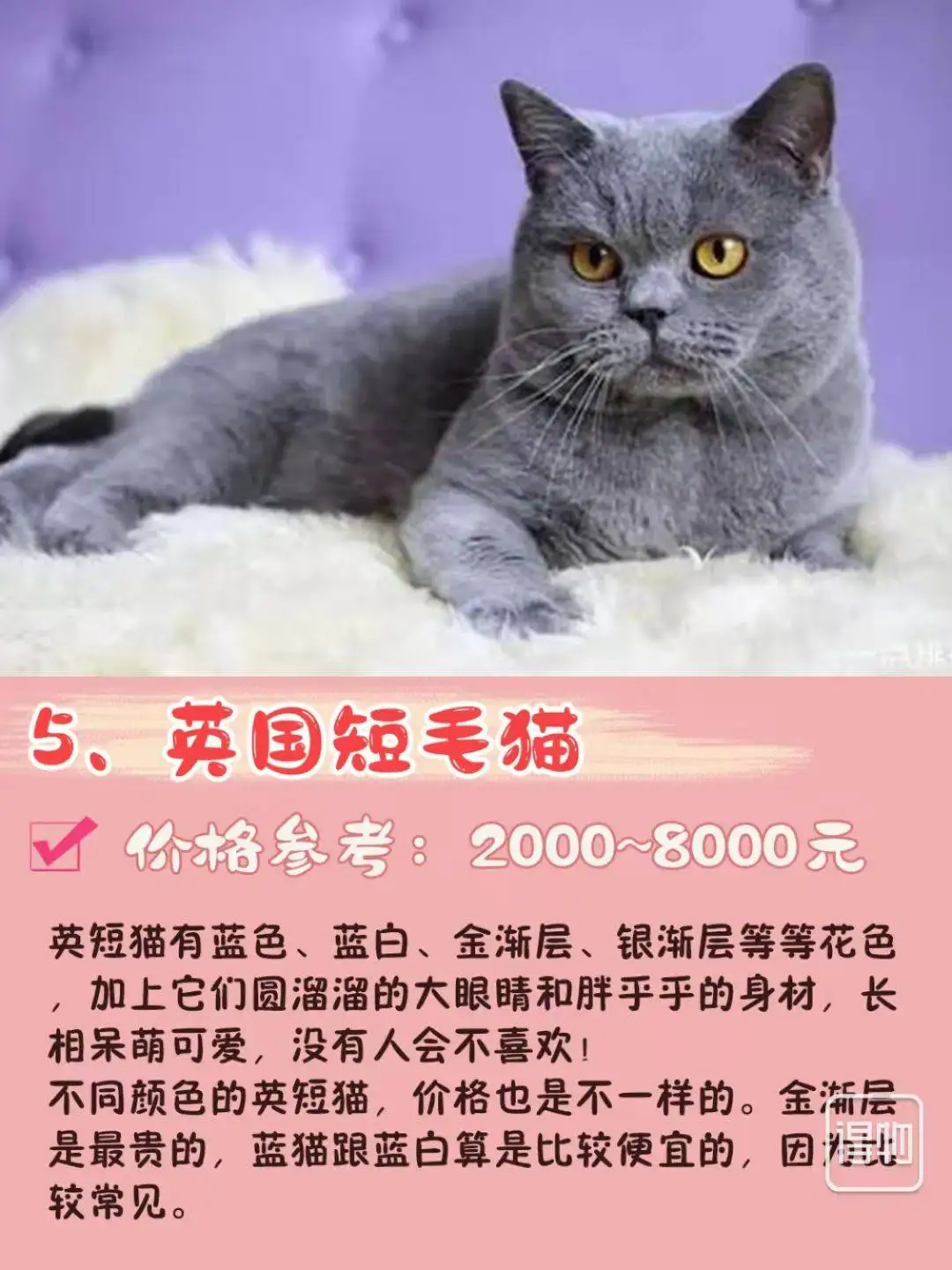 橘猫多钱一只(橘猫多少钱一只 宠物)