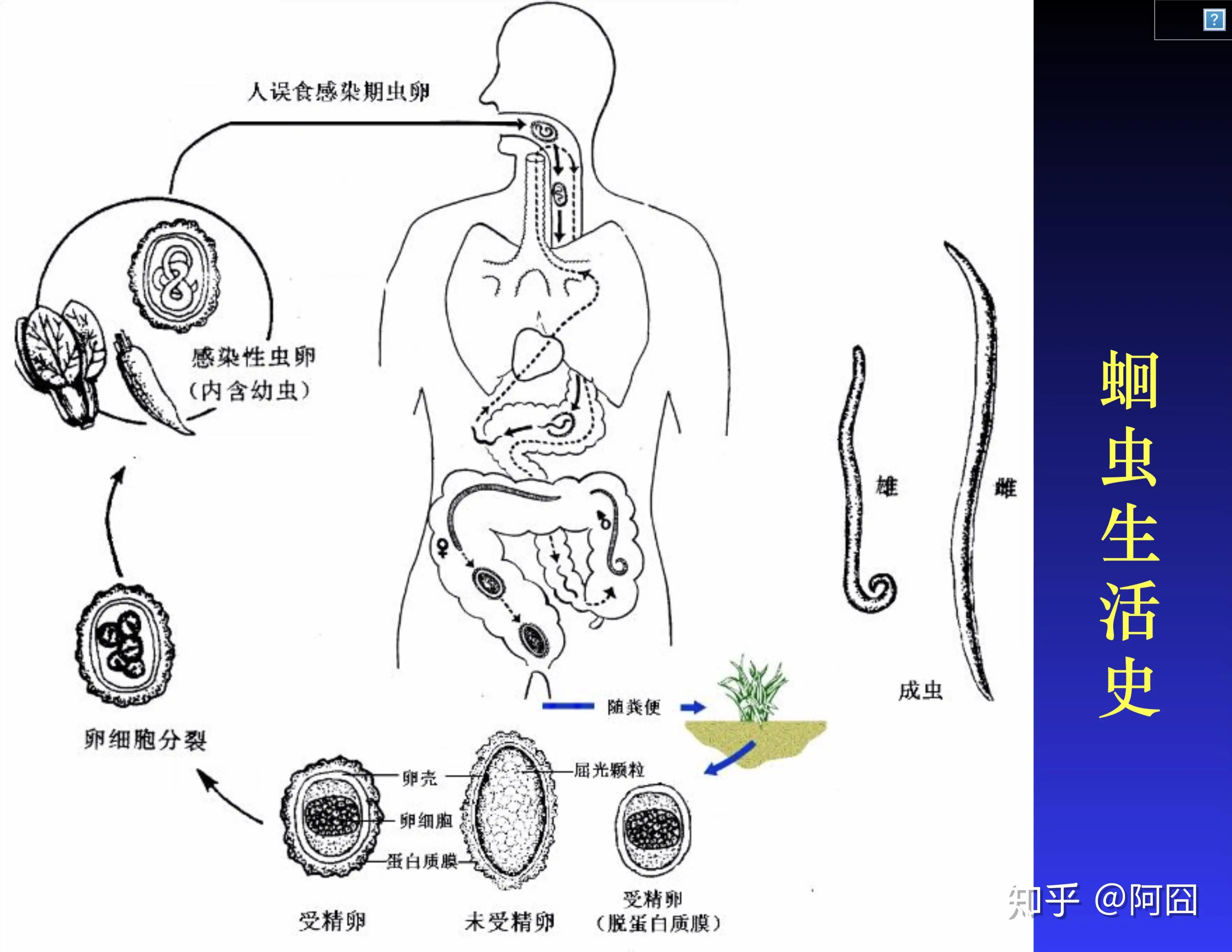 狗狗驱虫的方法有哪些(狗狗驱虫的方法有哪些视频)