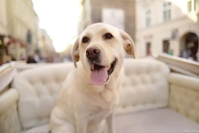 拉布拉多犬的寿命(拉布拉多犬的寿命能活多久)