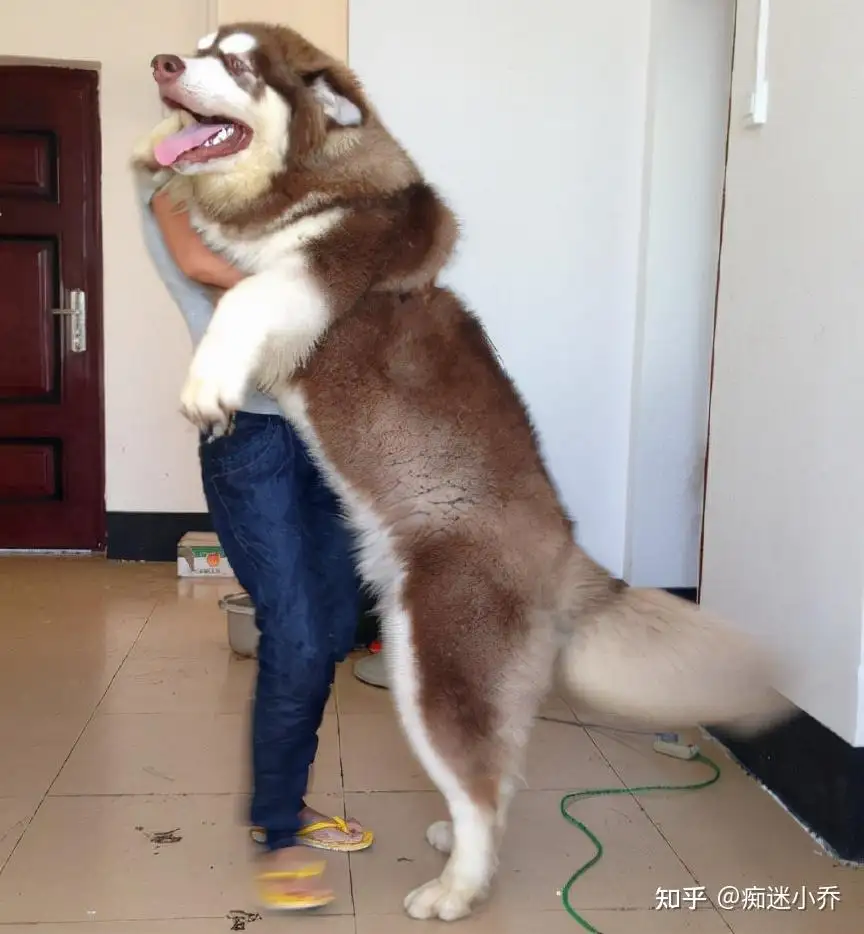 阿拉斯加犬配种多少钱(阿拉斯加犬配种多少钱一个)