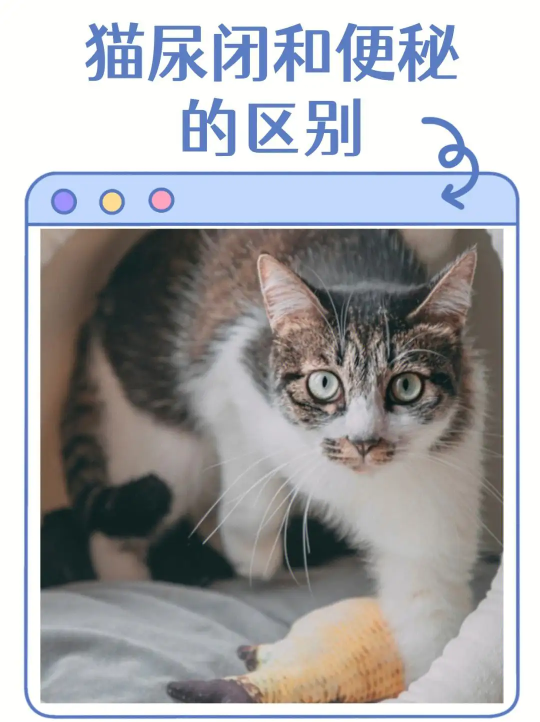 怎么判断小猫咪便秘(怎么看小猫是不是便秘)