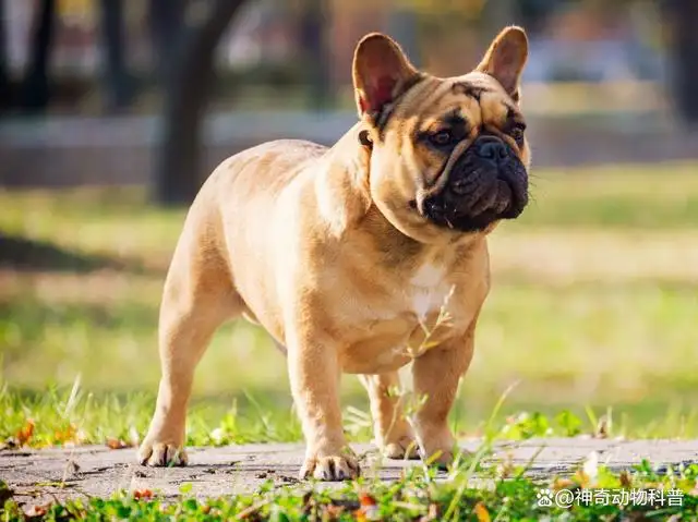 小型犬体型(小型犬体型大小对照表)