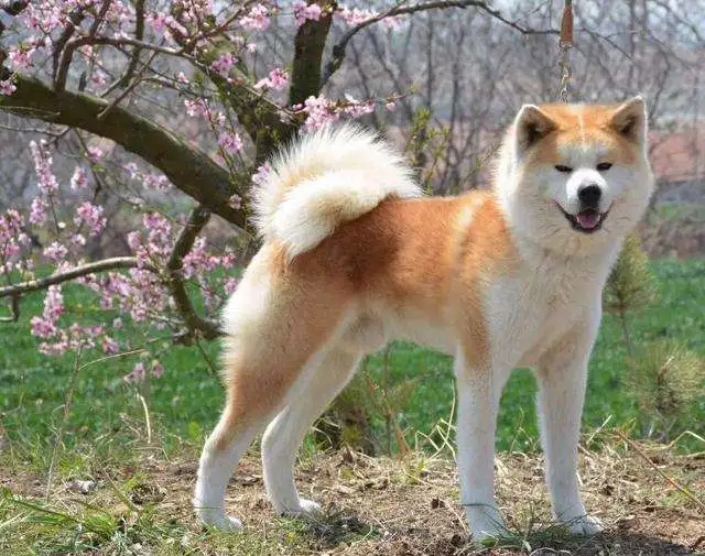 中国有秋田犬吗(中国有秋田犬吗图片)