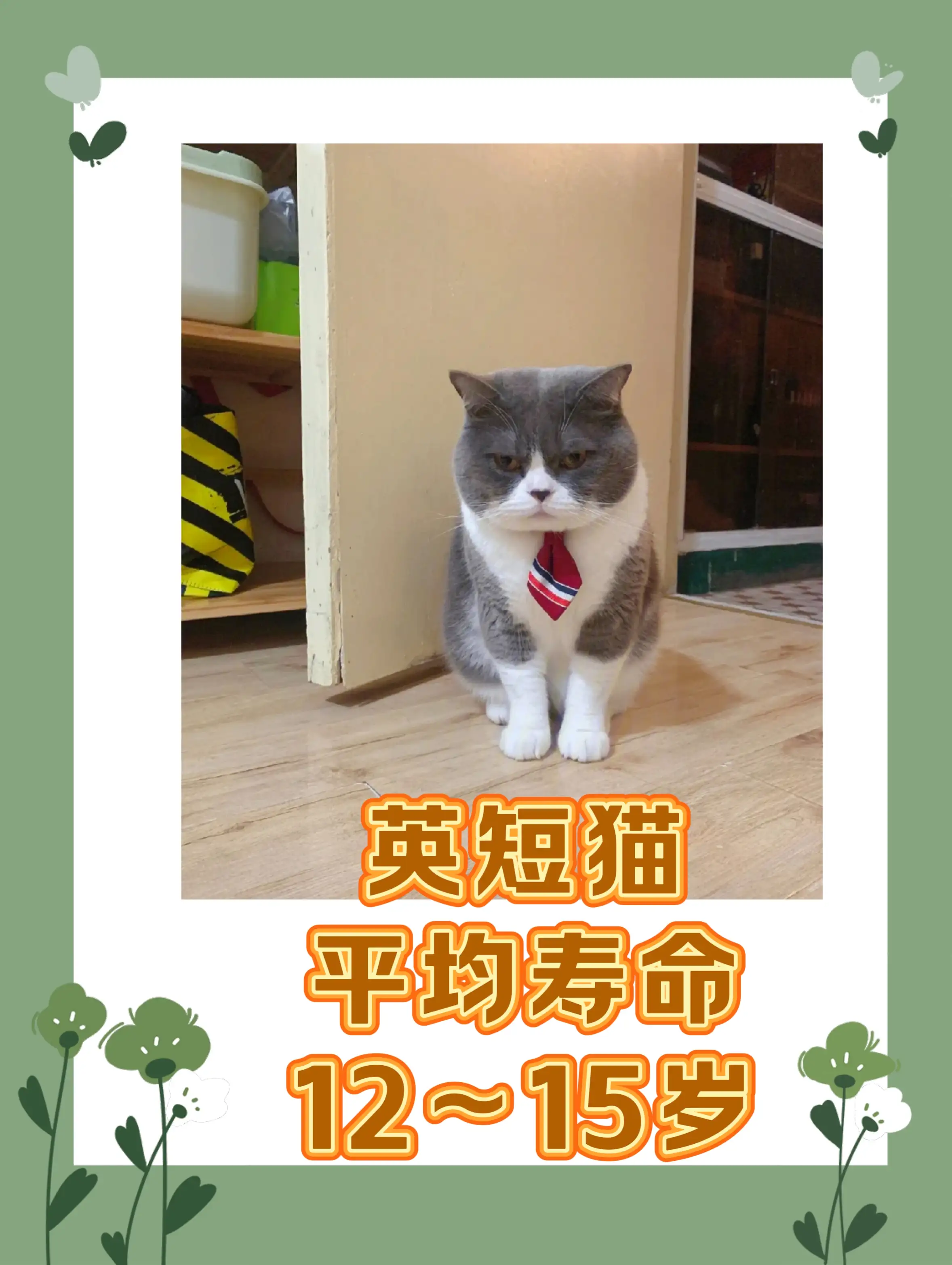 猫得寿命(猫咪得寿命)