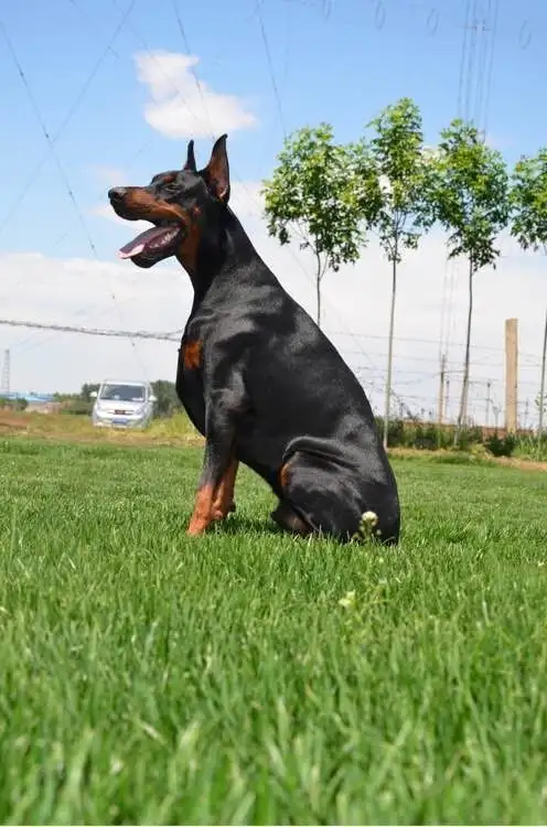 我要买杜宾犬(杜宾犬市场价格)