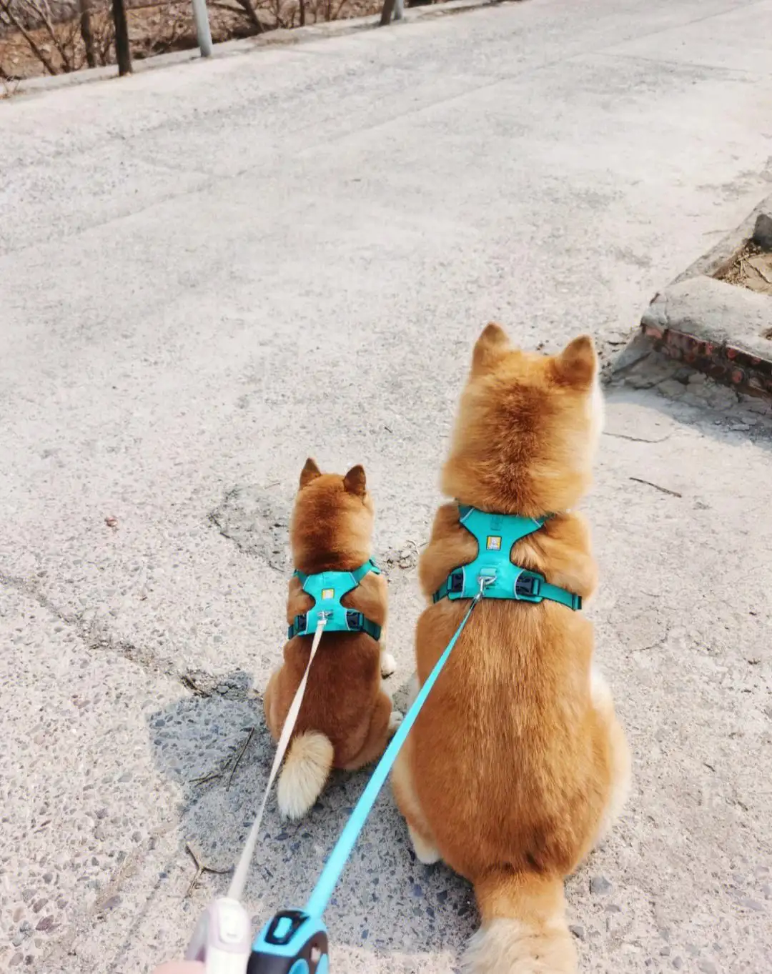 秋田和柴犬的幼犬(秋田和柴犬幼犬怎么区分)