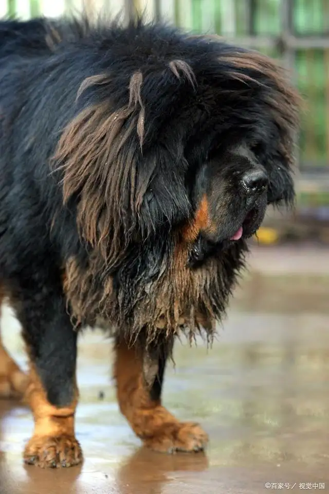 大型藏獒(大型藏獒能打过小型老虎)