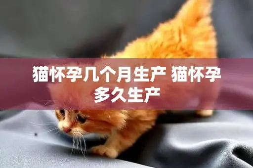 猫多久怀孕一次(猫猫多久怀孕比较好)