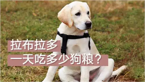 幼犬拉布拉多吃什么狗粮好的简单介绍