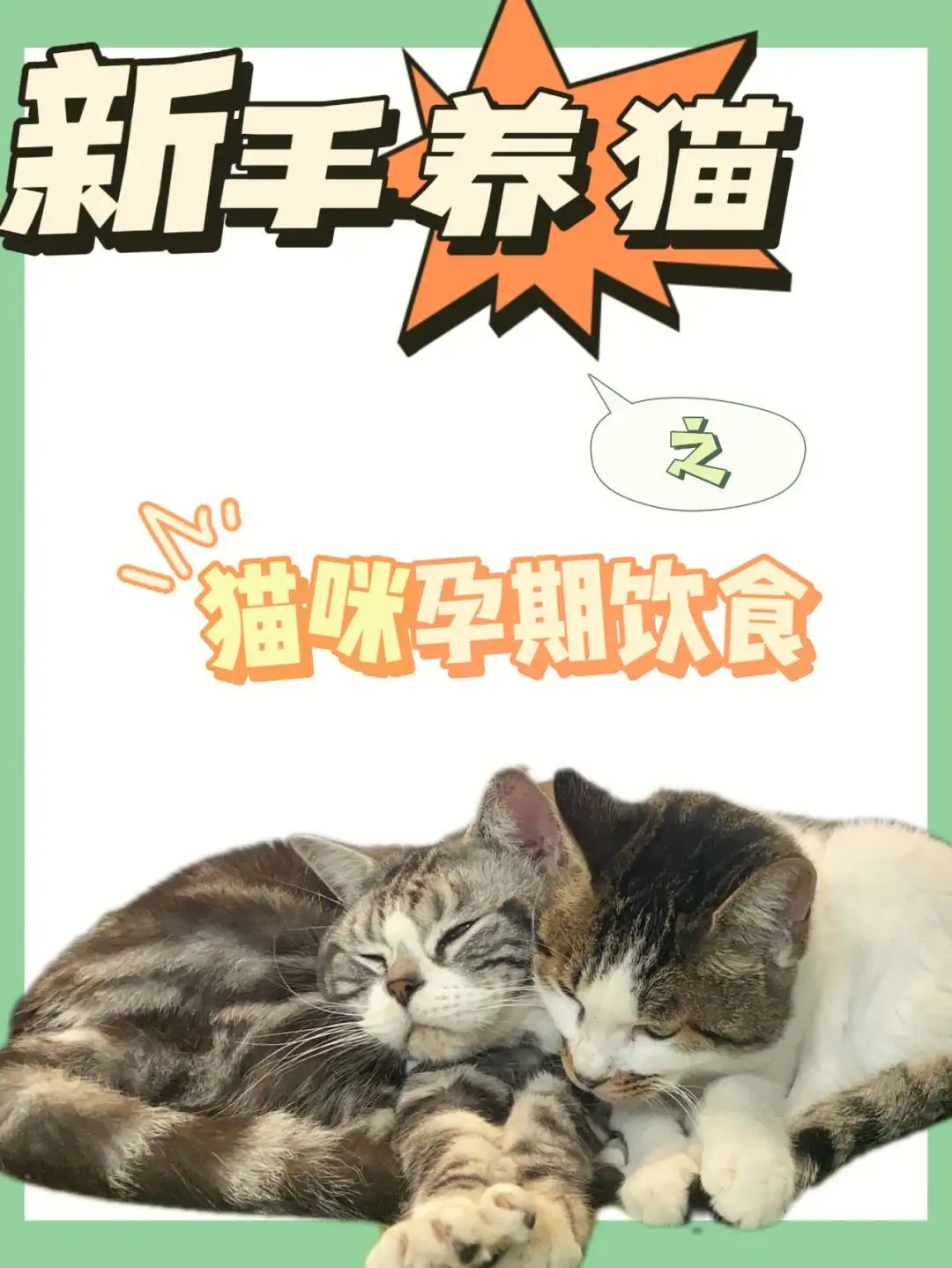 猫咪孕期多少天(猫咪孕期多少天算正常)