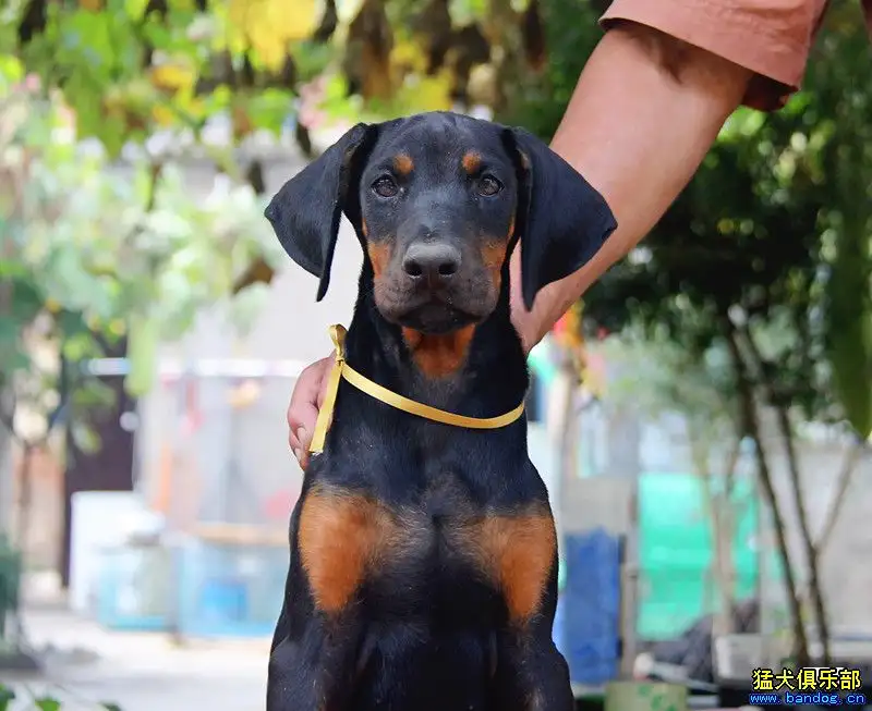 中国最好的杜宾犬舍在哪(全国最好的杜宾犬舍在哪里)