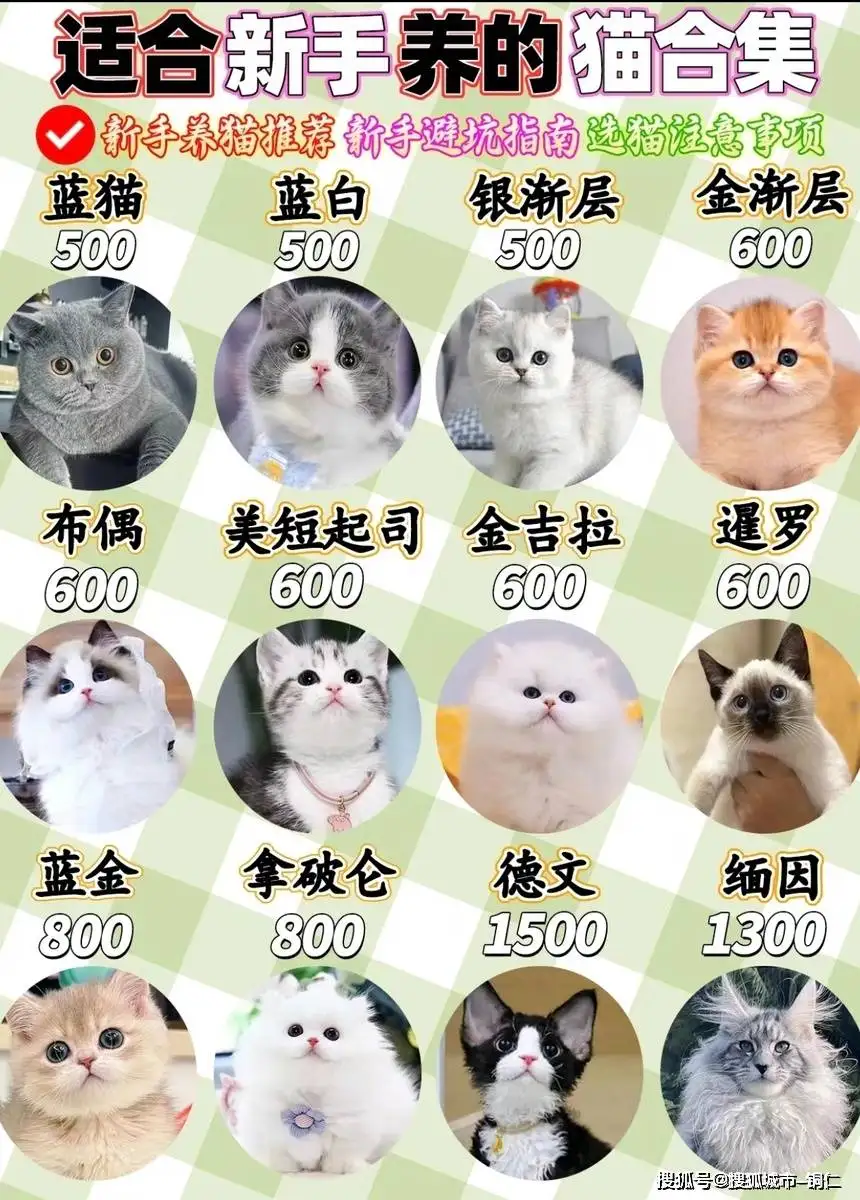 宠物猫品种(美国宠物猫品种)