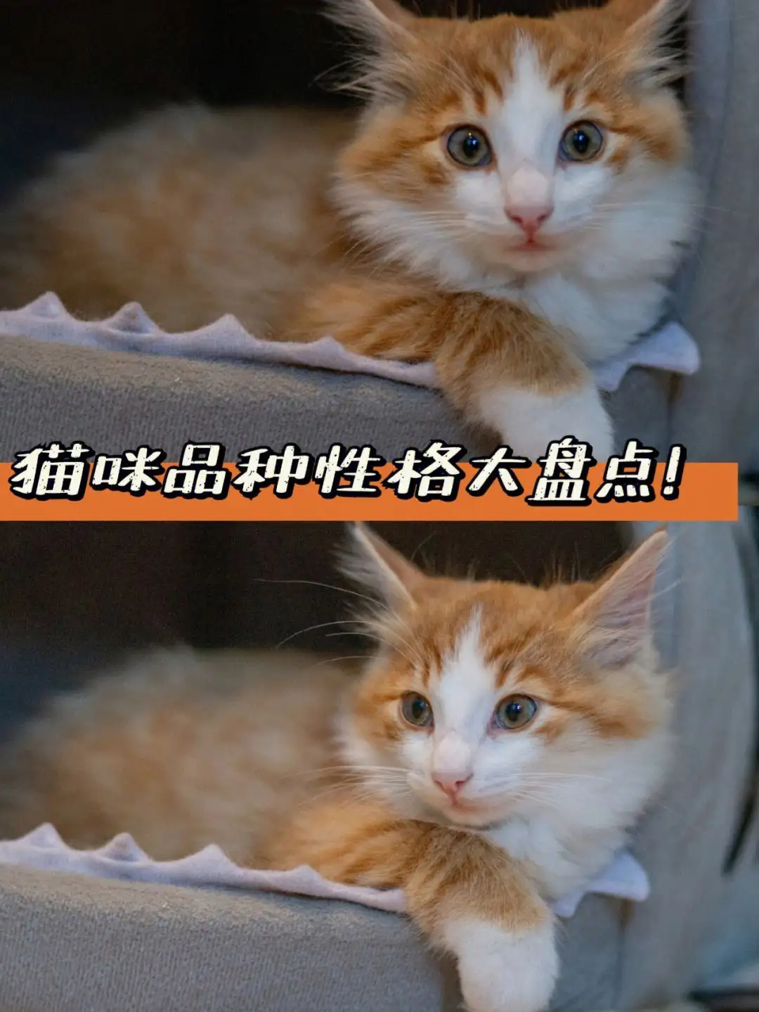 猫猫什么品种(猫猫什么品种贵)