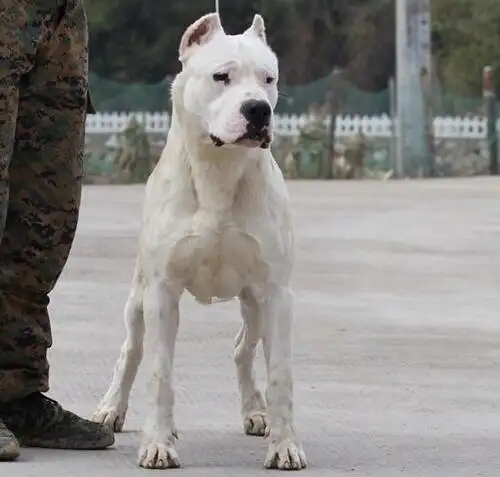 杜高犬价格多少一只(杜高犬价格多少钱一只)