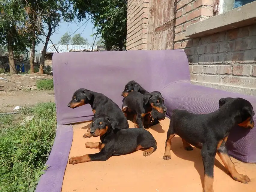 中国最好的杜宾犬舍在哪(全国最好的杜宾犬舍在哪里)