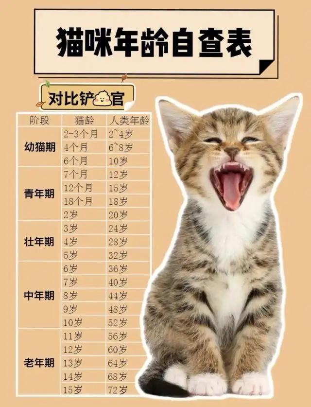 猫得寿命(猫咪得寿命)