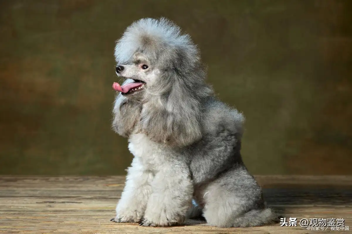 小型名贵犬(小型名贵犬种名字大全)