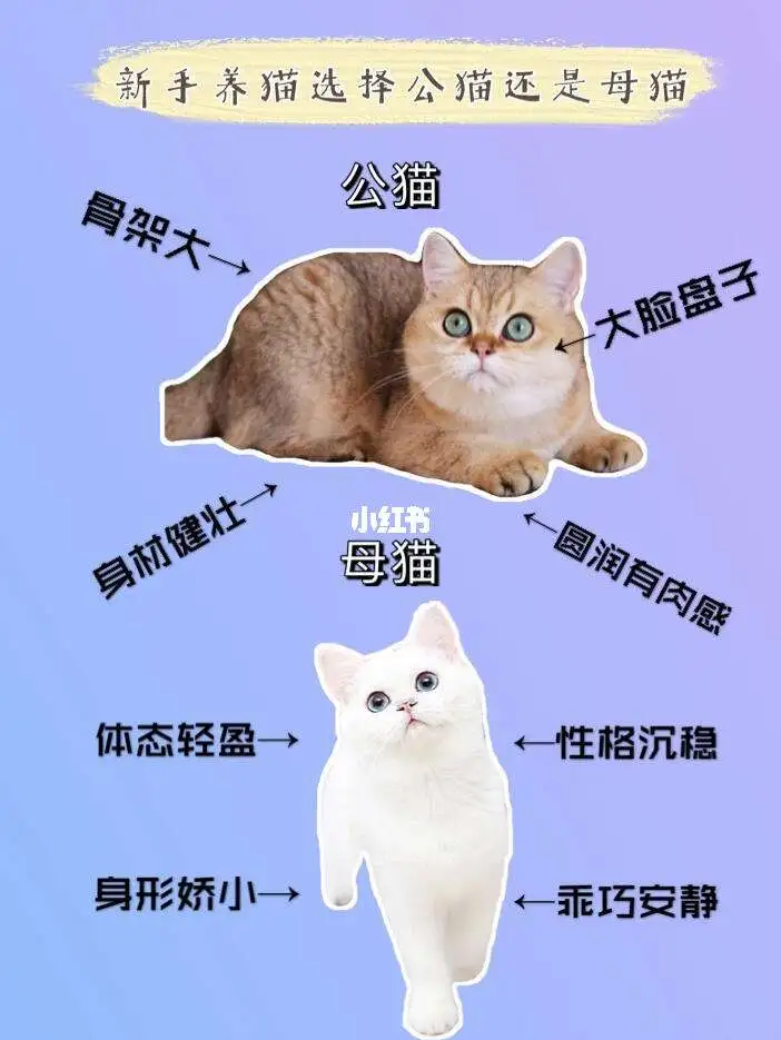 猫叫春是公猫还是母猫(凌晨3一4点猫叫要警惕)