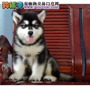 红色阿拉斯加犬(红色阿拉斯加犬视频)