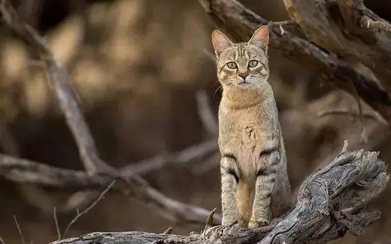 非洲的猫都有什么品种(非洲的猫都有什么品种图片)