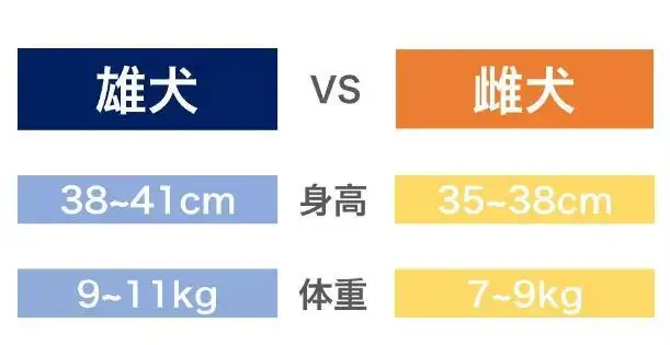 赤柴犬和柴犬区别(赤柴犬和柴犬区别图片)