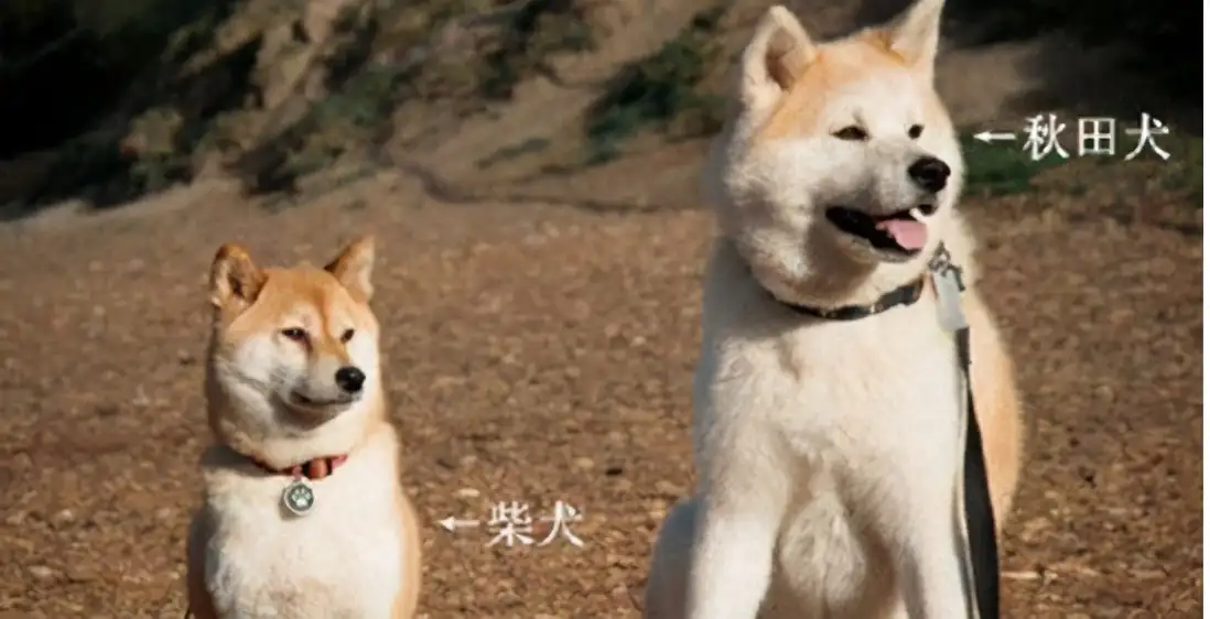 柴犬秋田犬区别(柴犬秋田犬区别图片)