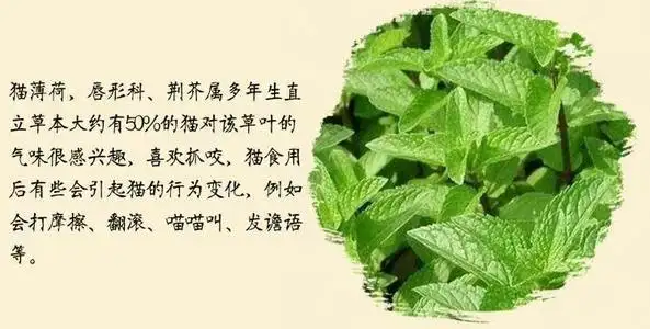 猫薄荷又叫什么(猫薄荷到底是什么)