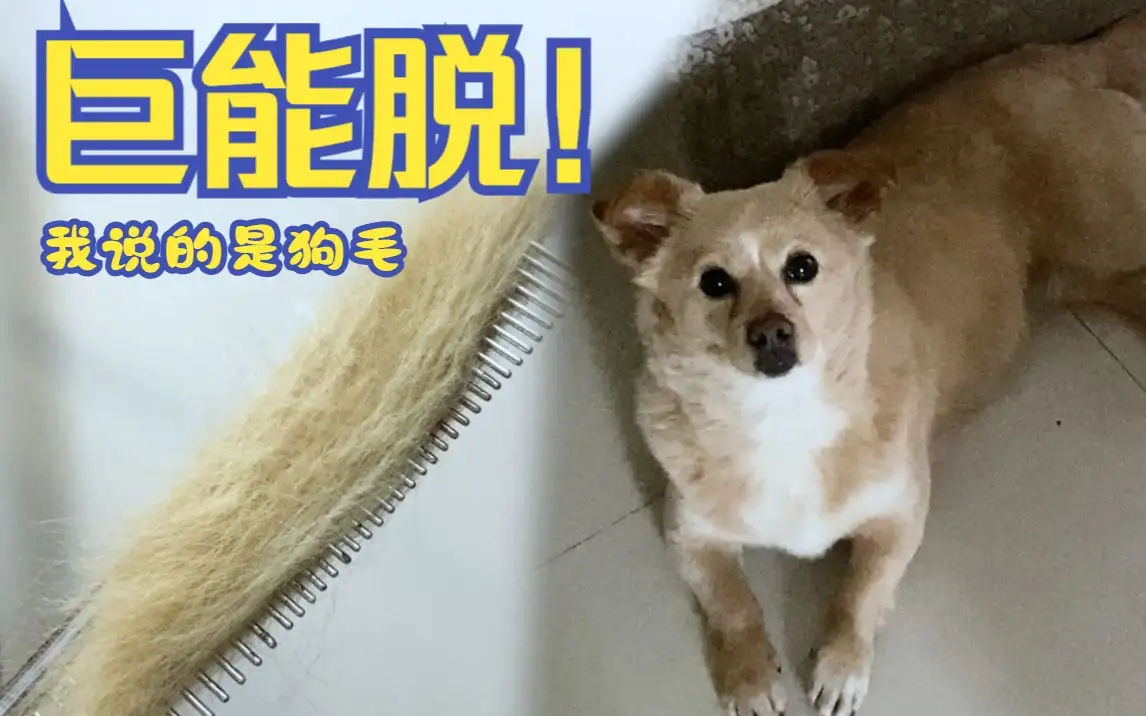 犬掉毛是什么原因(狗掉毛严重是怎么回事)