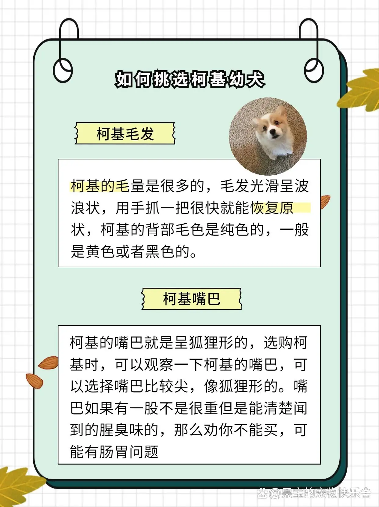 科基犬的饲养方法(科基犬是哪里的品种)