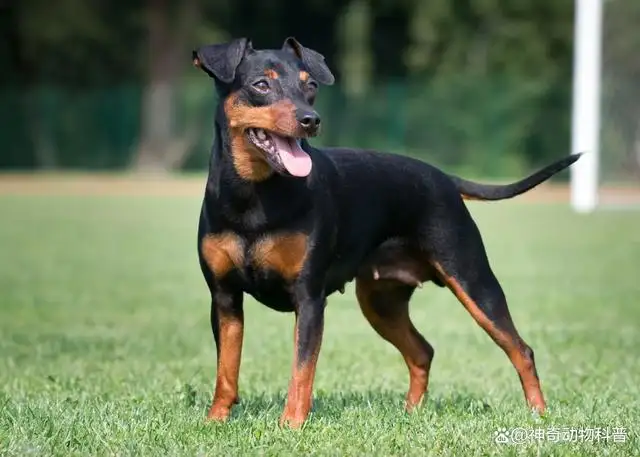 小小型犬(小小型犬叫什么)