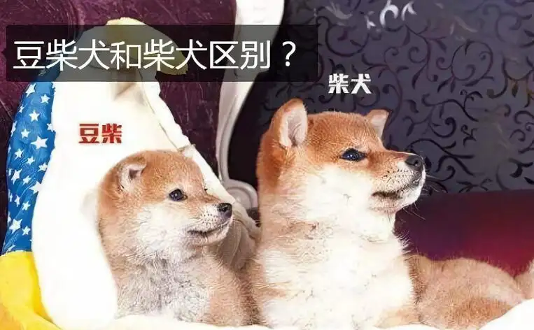 赤柴犬和柴犬区别(赤柴犬和柴犬区别图片)