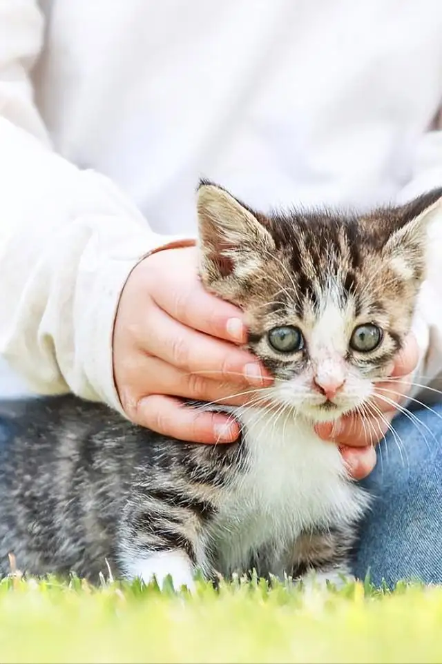 猫养在家里什么地方好(猫养在家里什么地方好养)