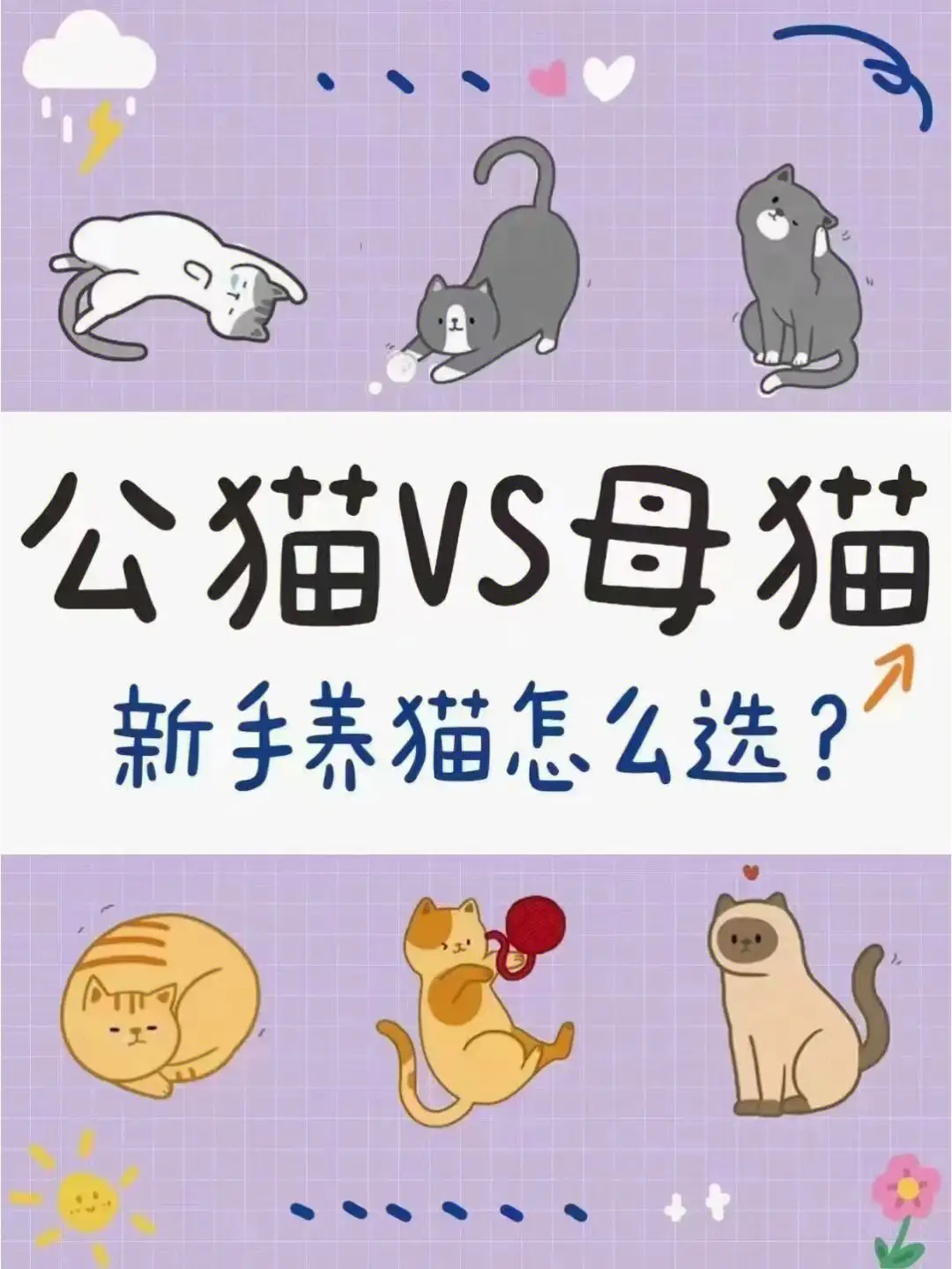 猫叫春是公猫还是母猫(凌晨3一4点猫叫要警惕)