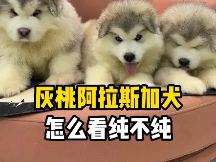 纯血统阿拉斯加犬价格(阿拉斯加纯种犬多少钱一只)