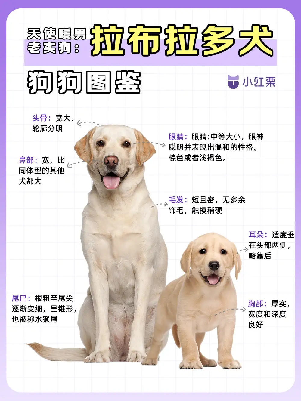 拉布拉多犬是大型犬还是中型犬(拉布拉多到底是中型犬还是大型犬)