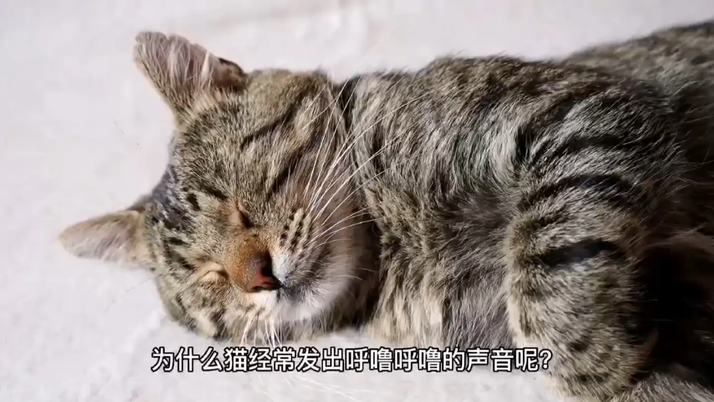 小猫总是发出咕噜咕噜的声音(小猫总是发出咕噜咕噜的声音怎么办)