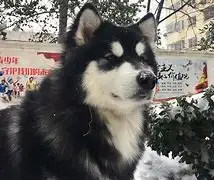 阿拉斯加犬犬要多少钱一只(阿拉斯加犬价格大概多少钱一只)